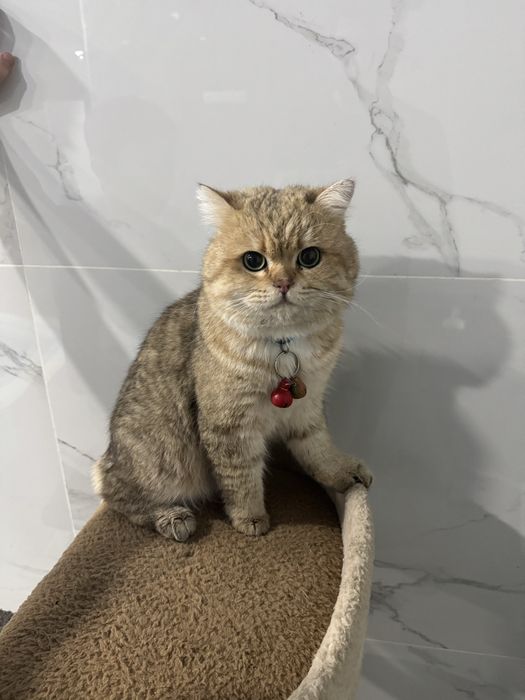 Британская короткошёрстная шиншилла, 1,8 года