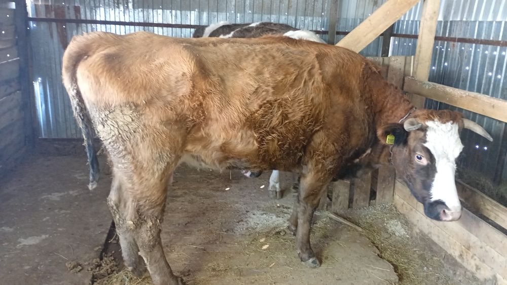 Үш бас сүтті  сиыр сатылады.