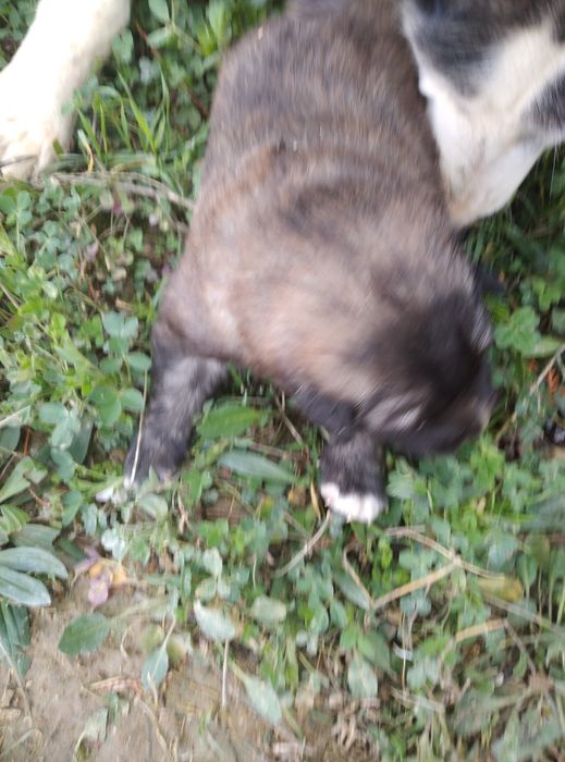 Продается щенок алабая девочка