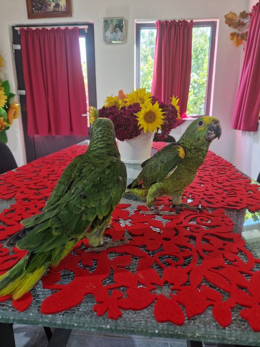 Papagali amazon fruntea albarsta , aestiva