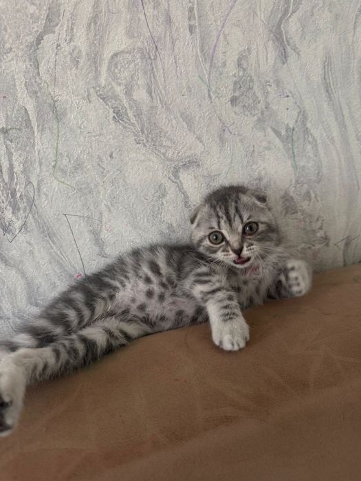 Котенок  веслоухий девочка