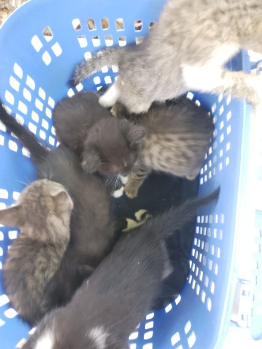 Котята в добрые руки!