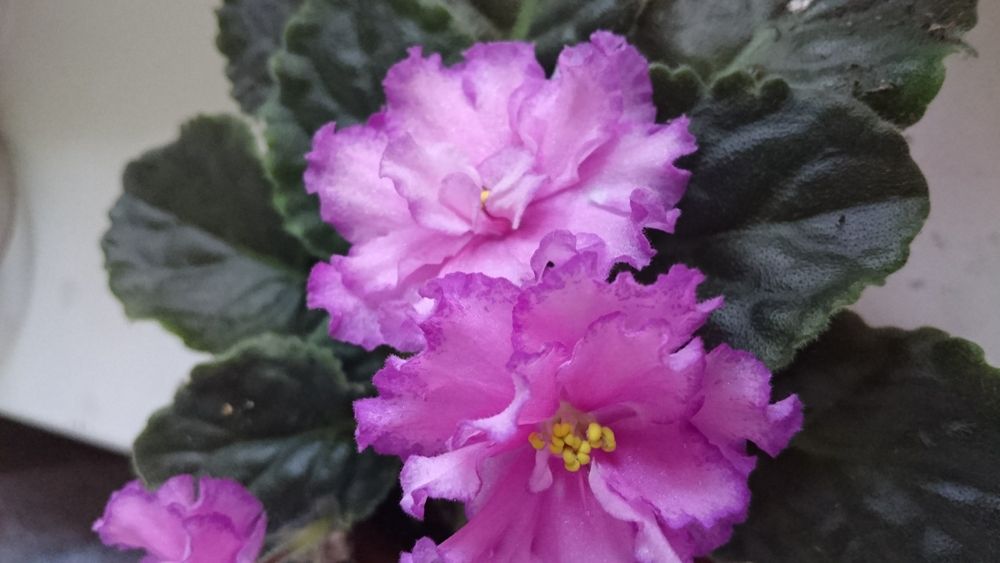 Продам цветущие фиалки