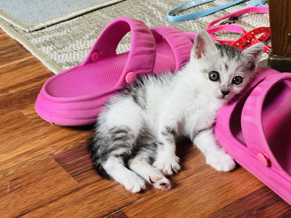 Котенок ищет дом
