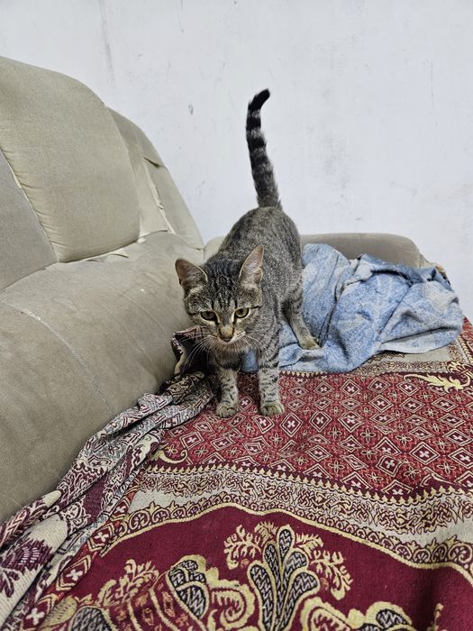 Отдам котёнка, мальчик