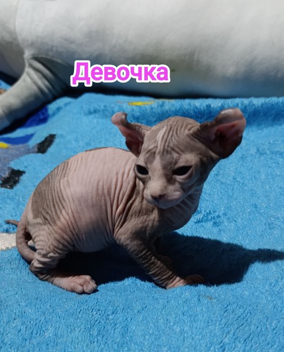 Сфинкс эльф котята