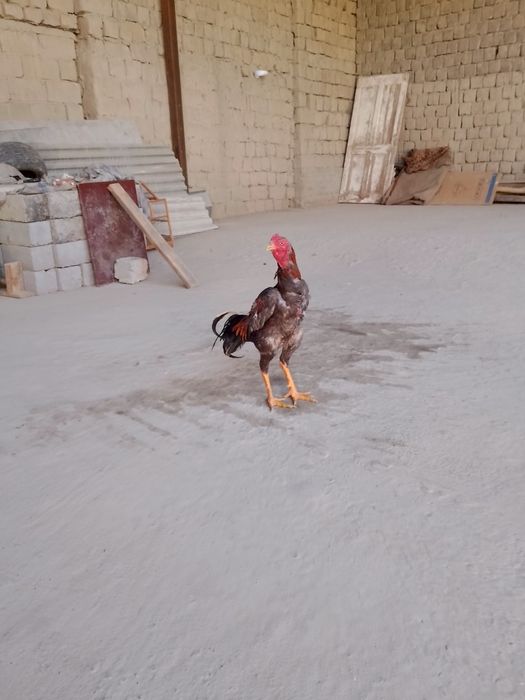 Хуроз чужалар сотилади