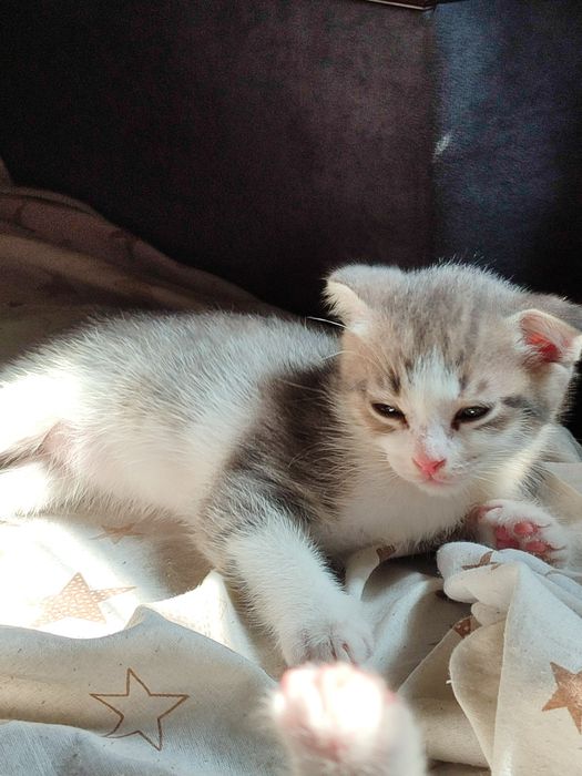 Отдам котят в хорошие руки