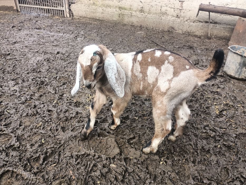 Ied anglonubian de vânzare.