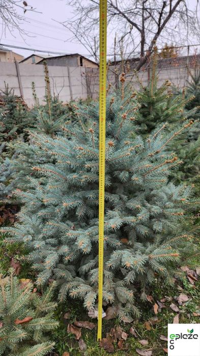 Привезена прямо из природы! Голубая ель Picea Pungens Glauca арча ел