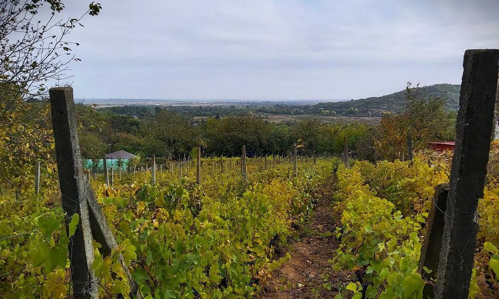 Vand teren intravilan, loc de casa -Niscov, Vernesti