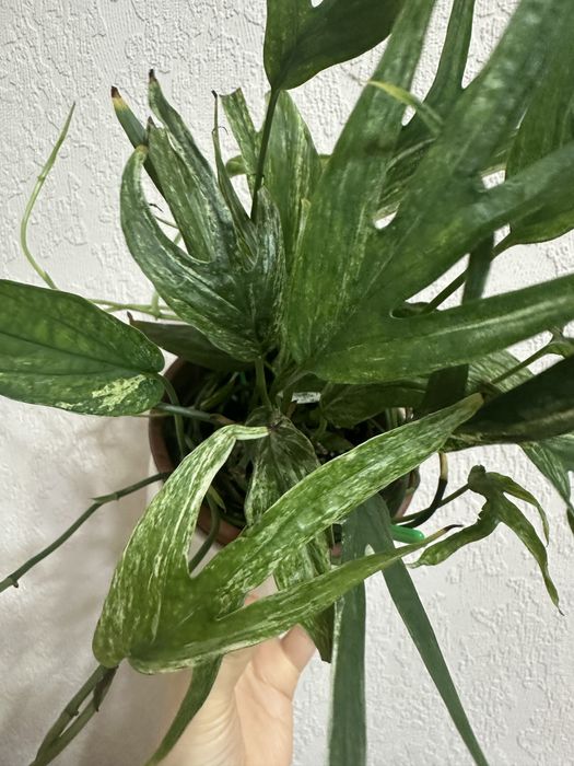 Amydrium Zippelianum Variegated Амидриум зиппелианум вариегатный