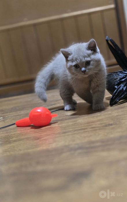 Скоттиш страйт котенки