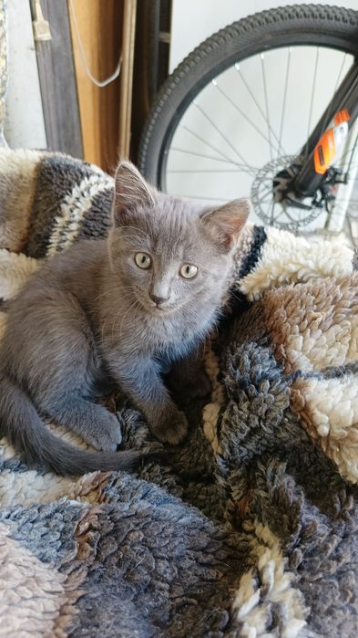 Отдам котёнка срочно!