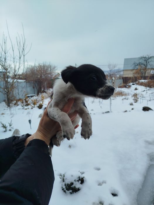 Щенки метисы отдам бесплатно!