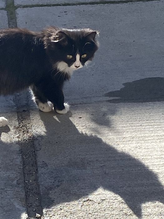 Милые Котята ищут дом