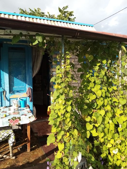 Дача в общещстве Ромашка