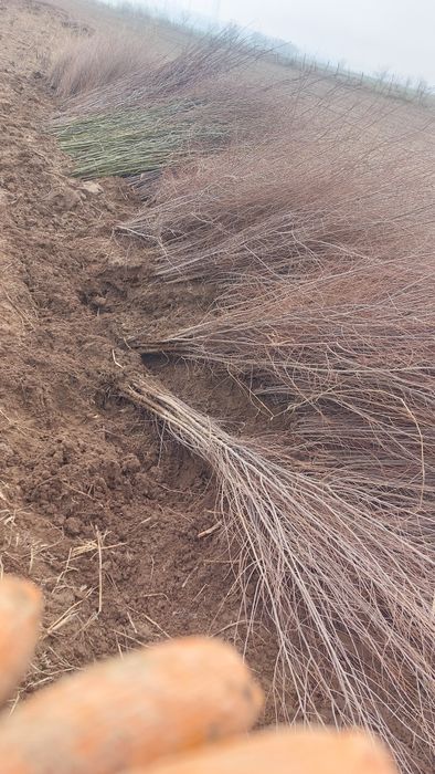 Қарағаш көшеттері