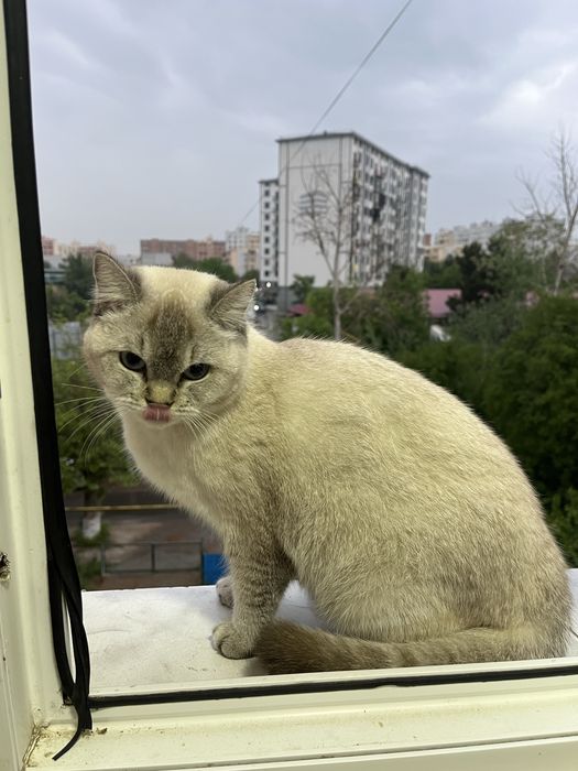 Mushuk sotiladi!!
