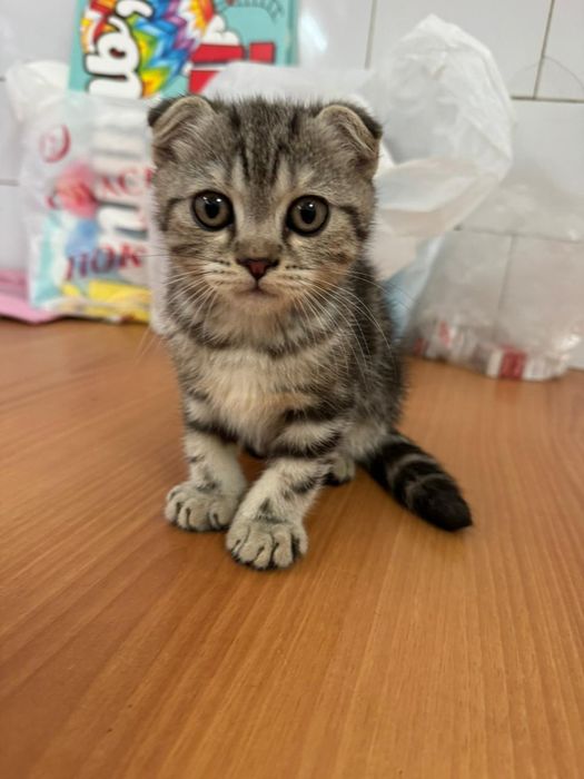Продам короткошерстный вислоухий британец