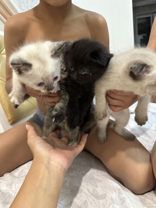 Котята вислоухие