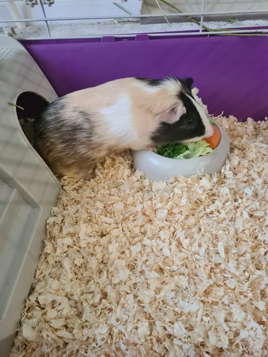 Продам морскую свинку с клеткой