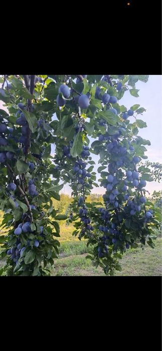 Vand prune pentru țuică