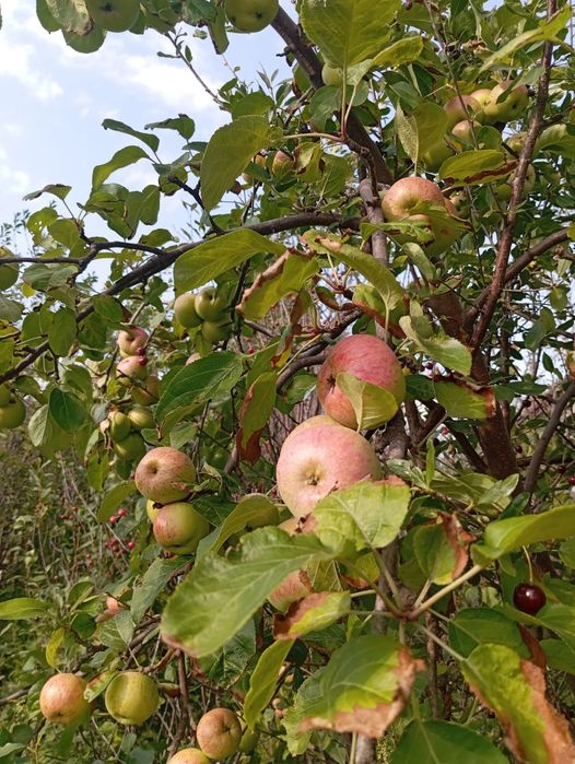 Продам дачу.новопавловка