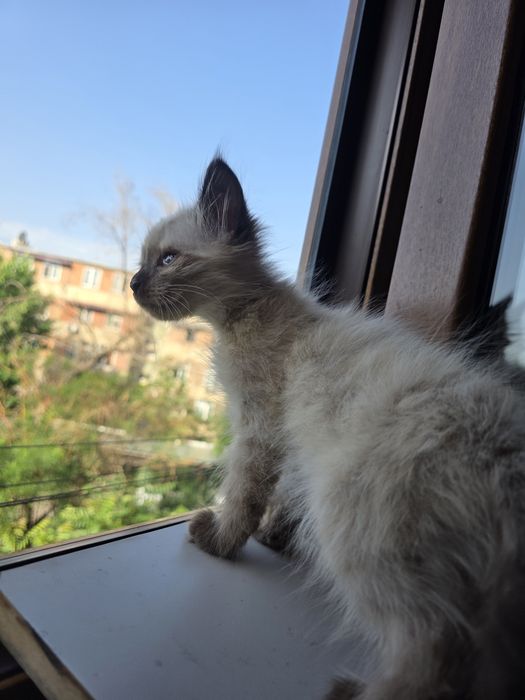 Отам в добрую  семью котенка