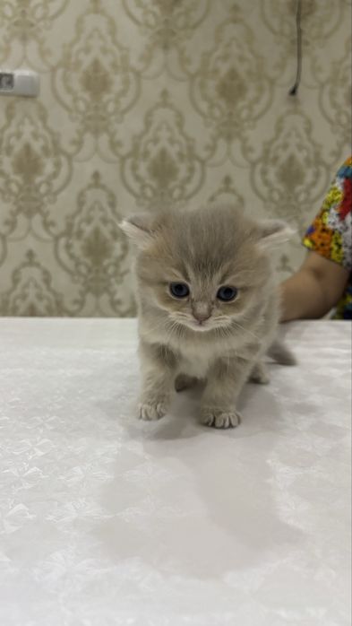 Scottish Fold zotli