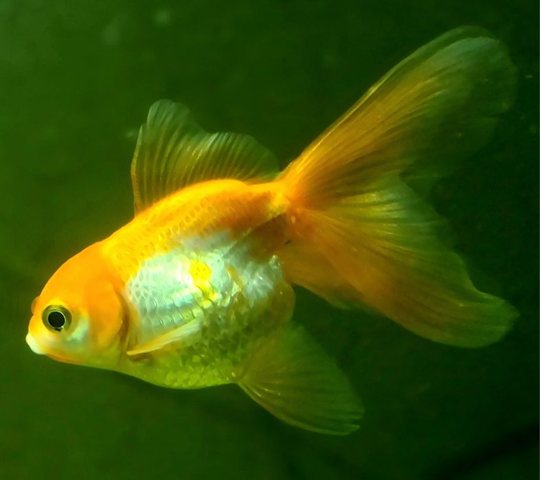 Продам золотую рыбку вуалехвост