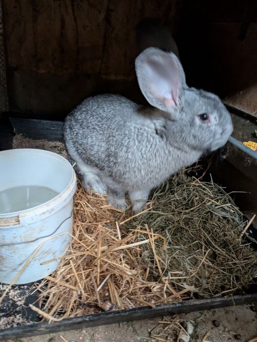 Iepure Uriaș german