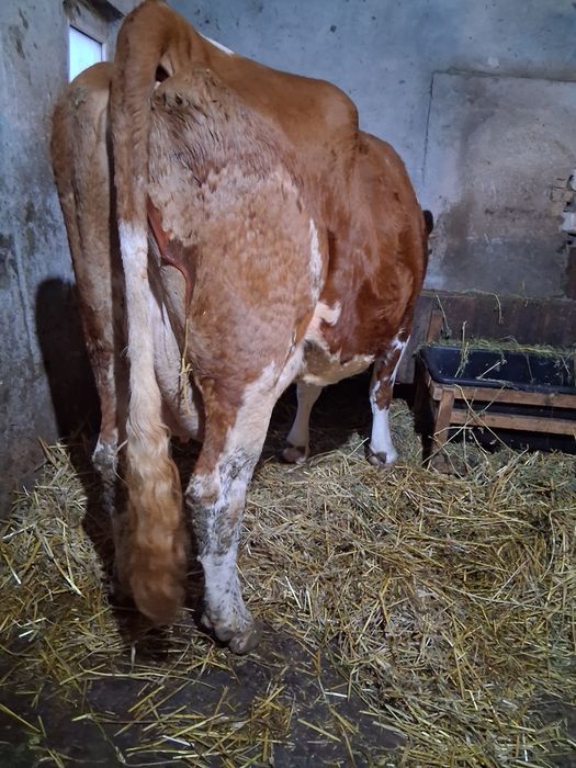 Vând vacă cu vițel