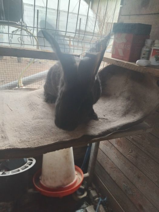 Vănd urias german gri .gri fier .cincilea tineret și mame