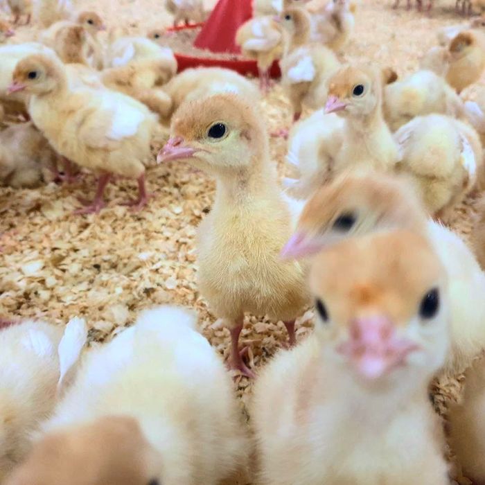 Курка БИГ 6 жужалари сотилади