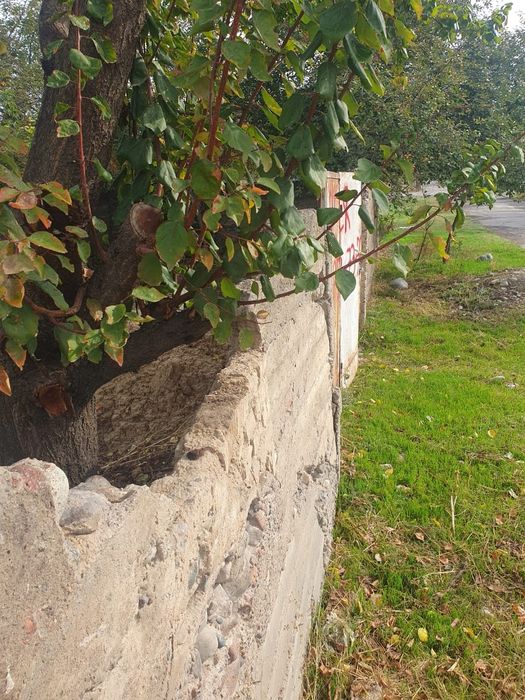 Продаётся участок 6 соток в Янгибазаре