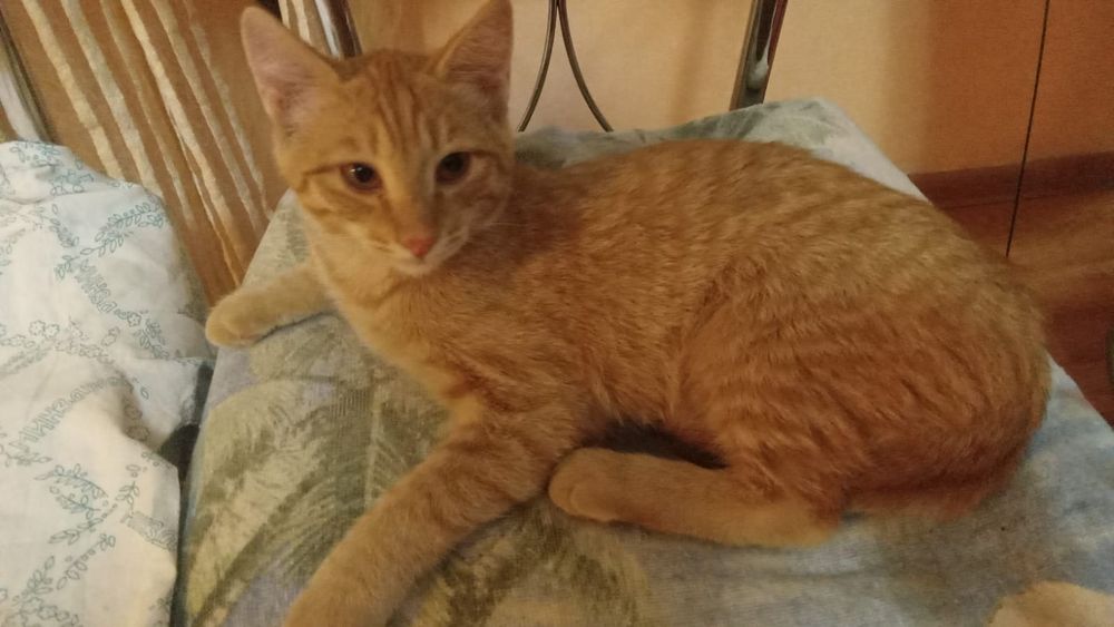 Отдам бесплатно котёнка
