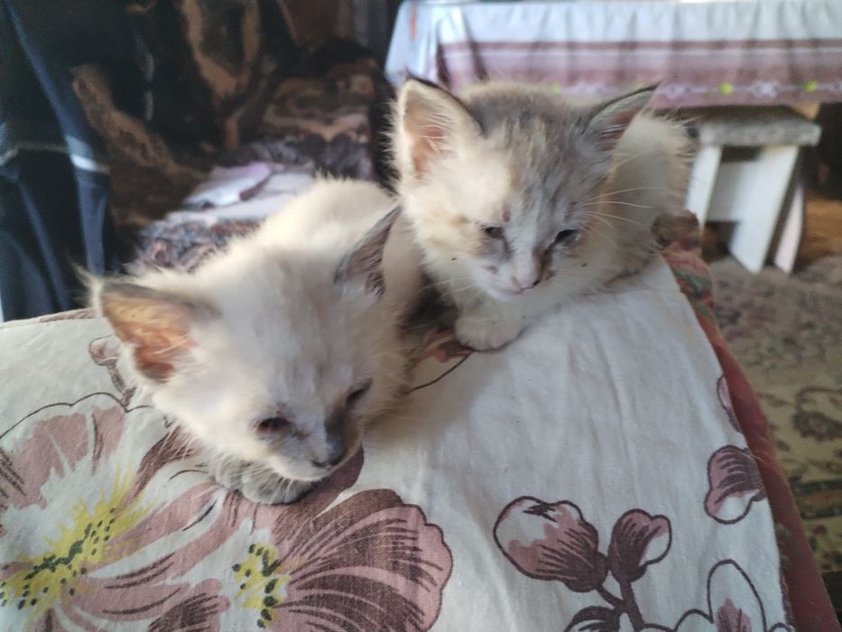 Кошечка 1,5 месяца