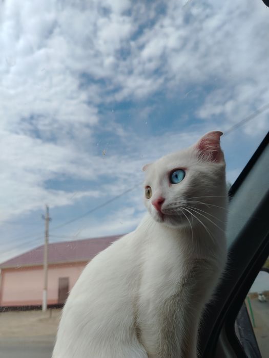 Пропала кошка по имени Арчи