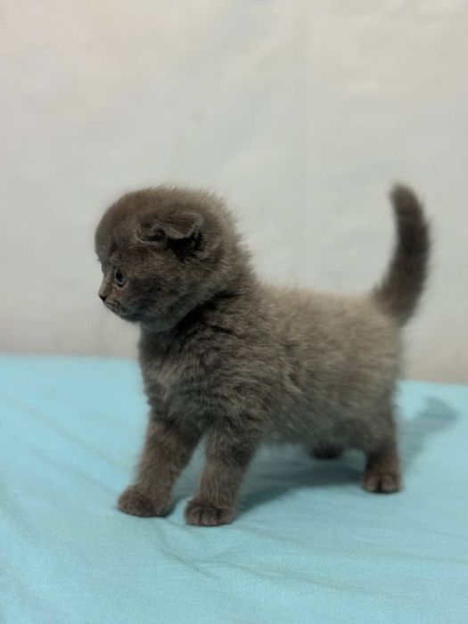 Qizlarning mushuklarini qonli yirtib tashlash