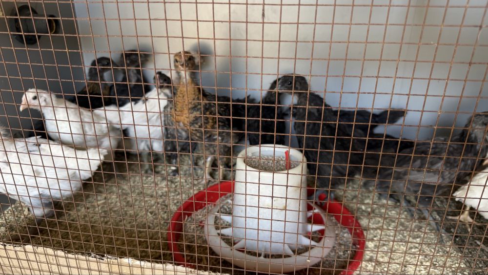 Цыплята -несушки