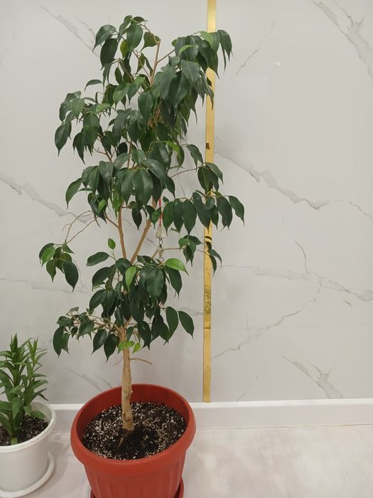 Фикус бенджамин.