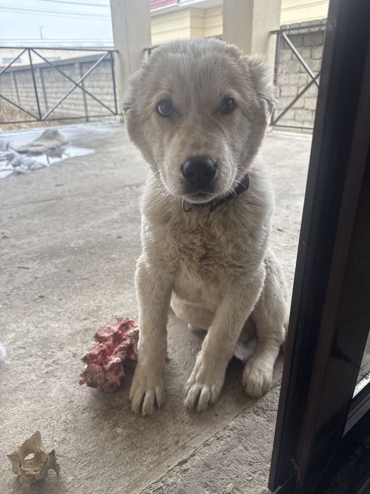 Собака ит Алабай 3 айлык кушык