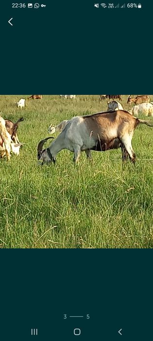 Продам козье молоко халаль и йогурты