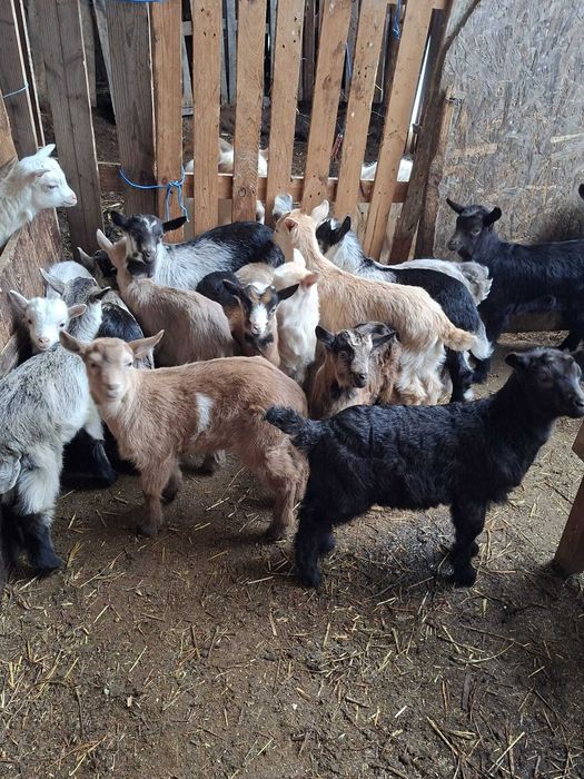 Iezi de vânzare- crescuți natural