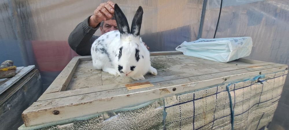 Куен болалари сотилади 30кун 35кун 42кун