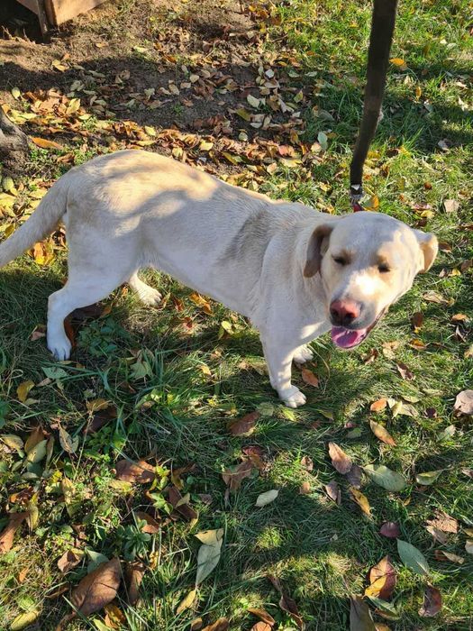 Donez Labrador femela