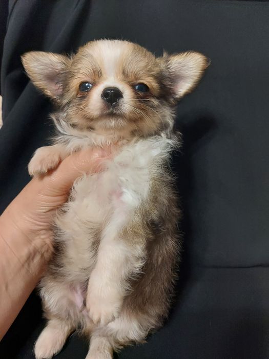 Продаю щенка чихуахуа