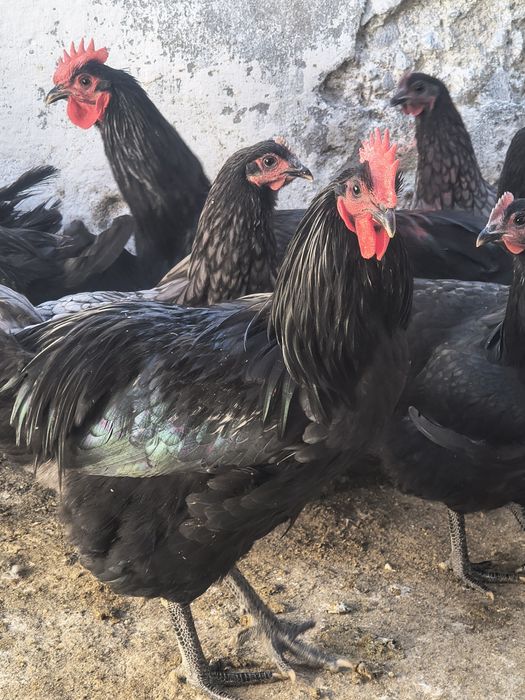 Vând cocoși Austrolop