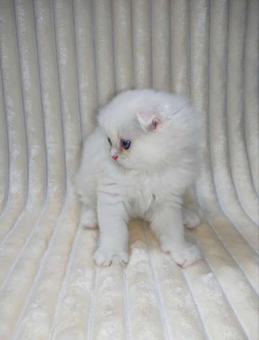 Продается шикарный белоснежный котенок мальчик